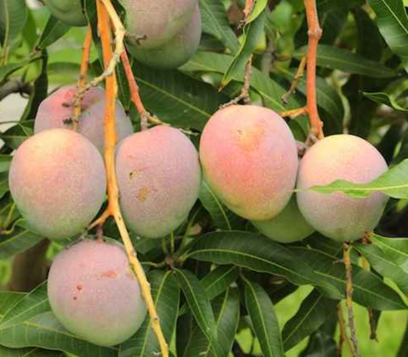 Red Lady/Lady Jane Mango