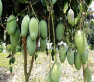 3Test Mango
