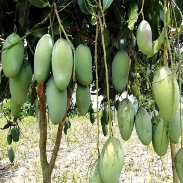 3Test Mango