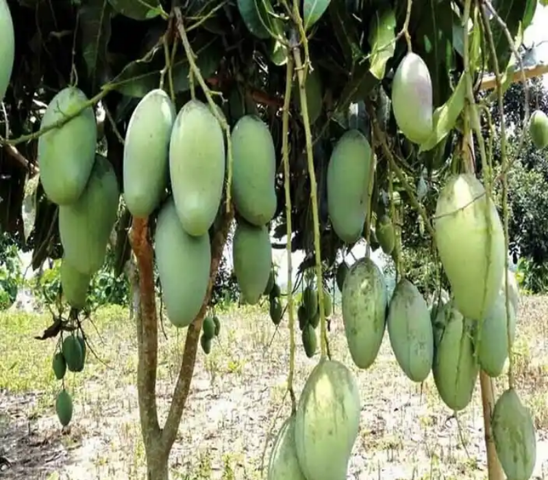 3Test Mango