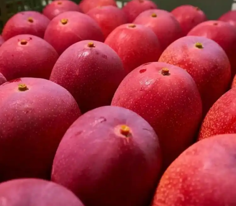 American beauty mango
