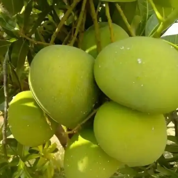 Haribhanga Mango