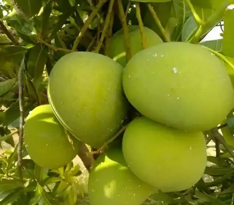 Haribhanga Mango