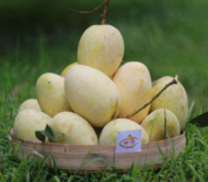 Gourmoti Mango