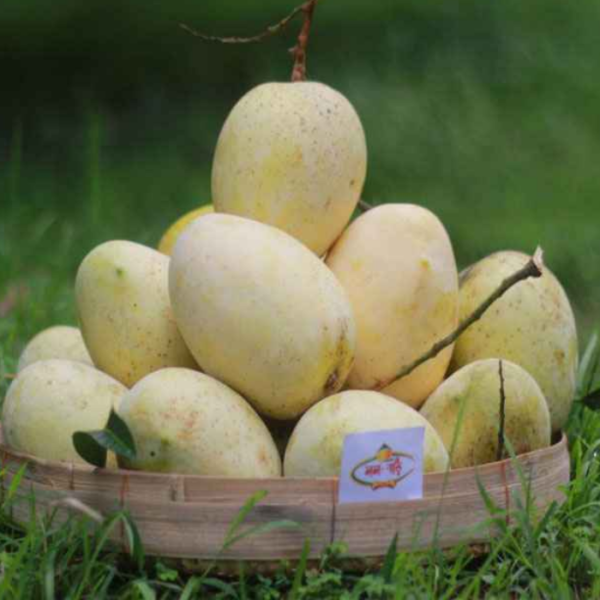 Gourmoti Mango