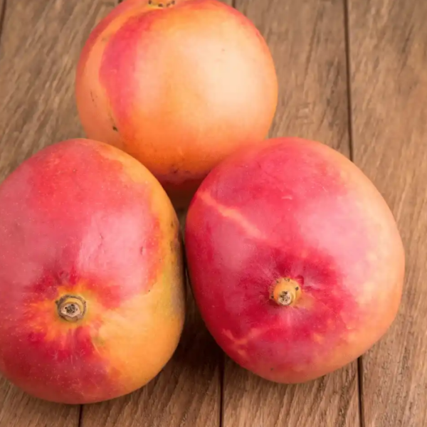 Suvarnarekha Mango