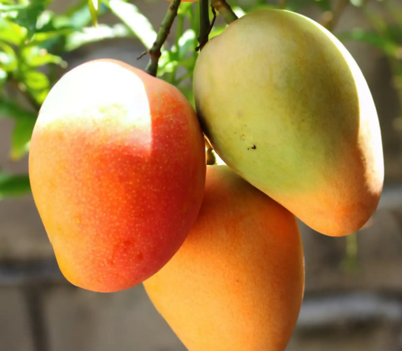 Amrapali Mango