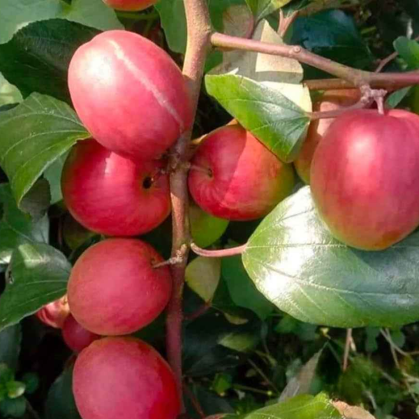 kashmiri apple ber