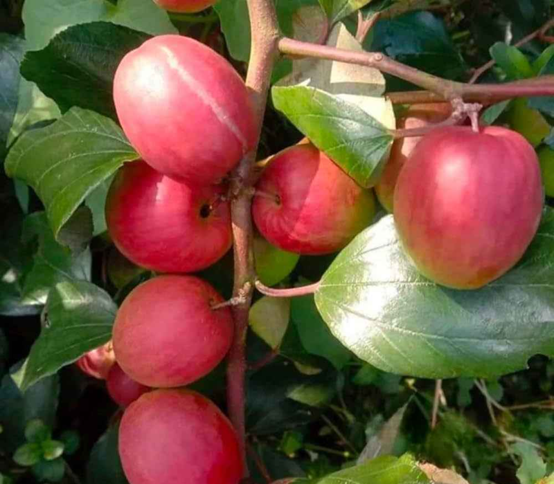 kashmiri apple ber