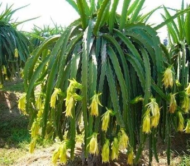 Yellow Dragon Fruit
