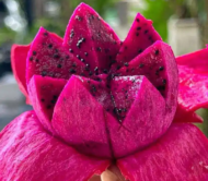 Pink Dragon Fruit