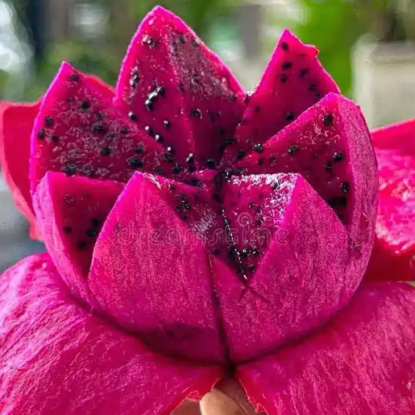 Pink Dragon Fruit