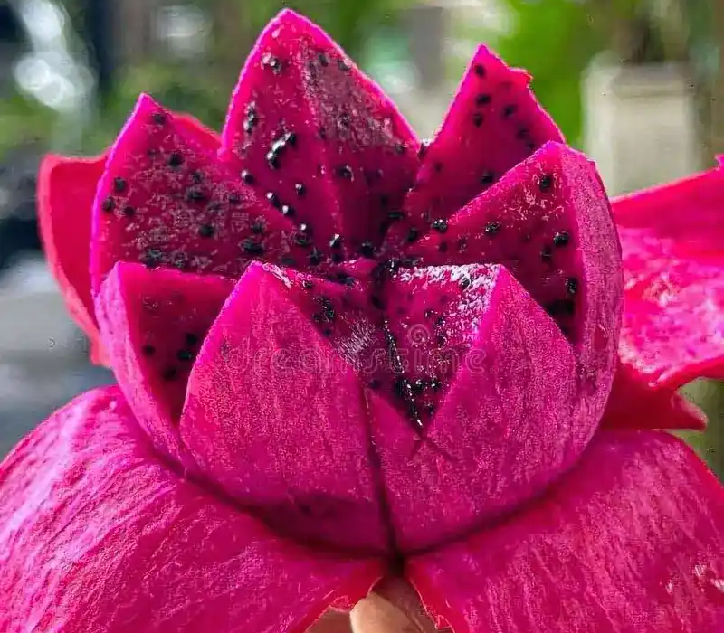 Pink Dragon Fruit