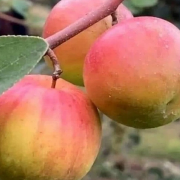 Ball Sunduri Apple Ber