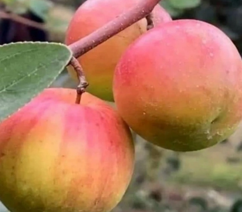 Ball Sunduri Apple Ber