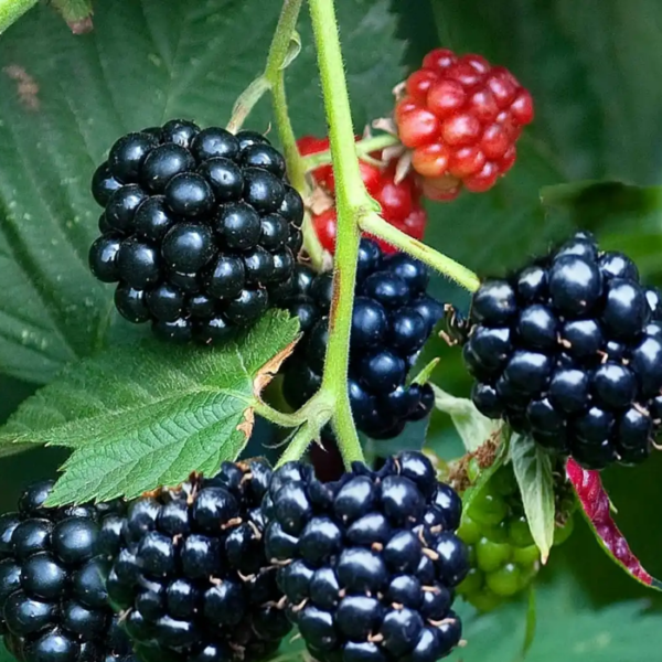 Blackberry