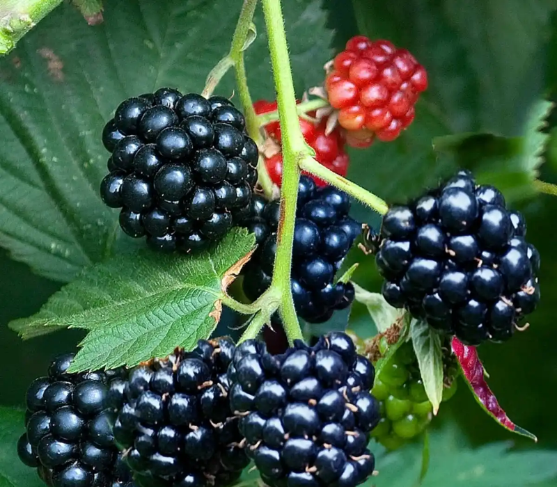 Blackberry