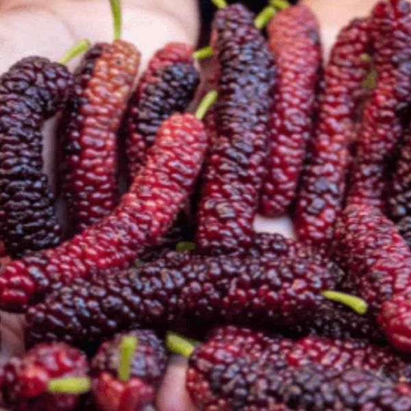 Short Malberry