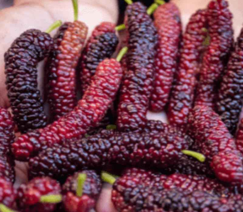 Short Malberry