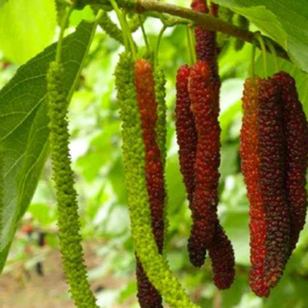 Pakistani Mallberry