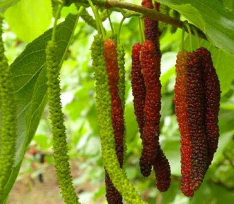 Pakistani Mallberry