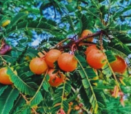 Red Amla