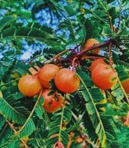 Red Amla