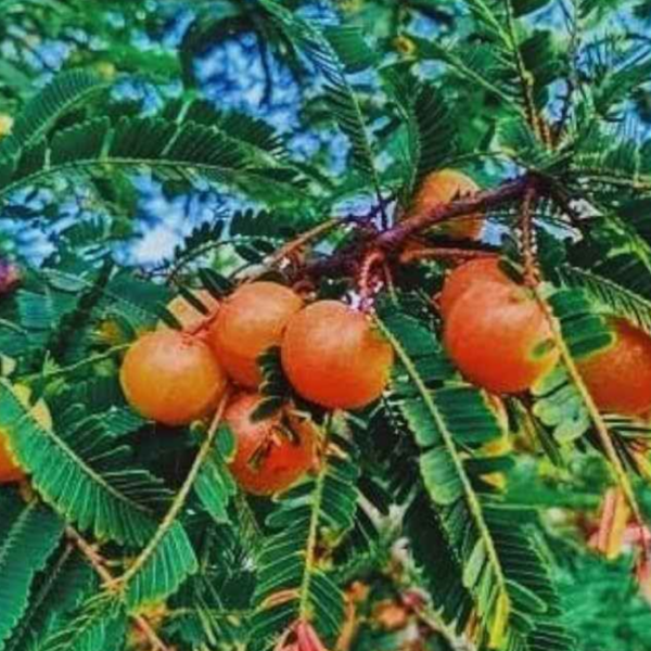 Red Amla
