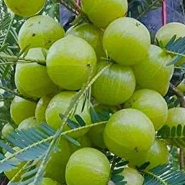 Green Amla