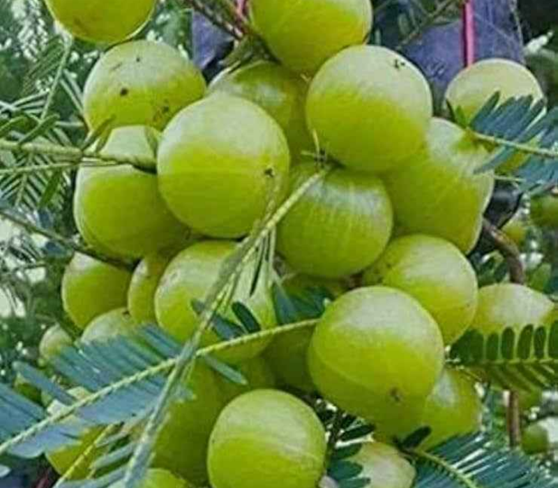 Green Amla