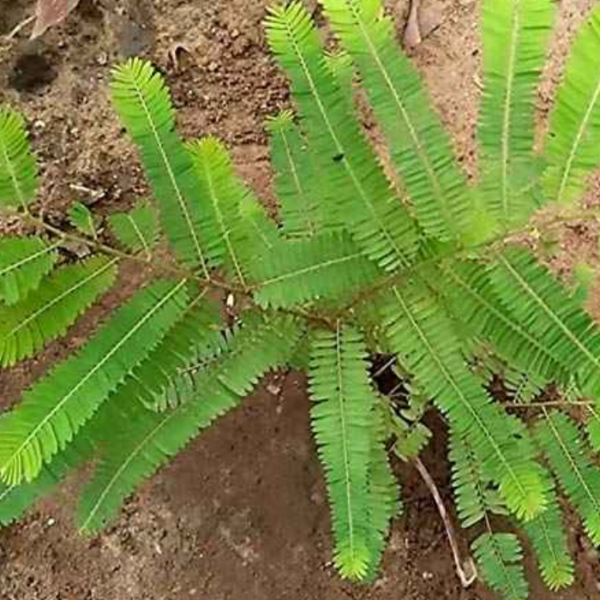 Green Amla