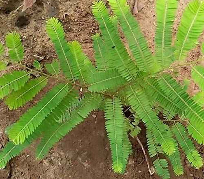 Green Amla