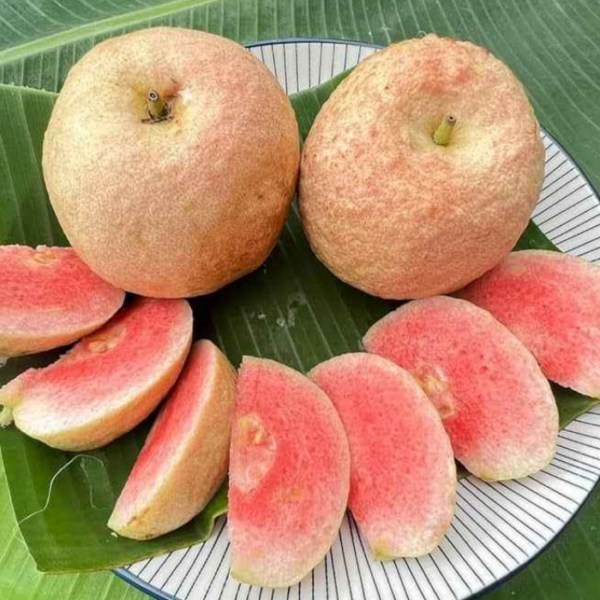 Thai Red King Guava