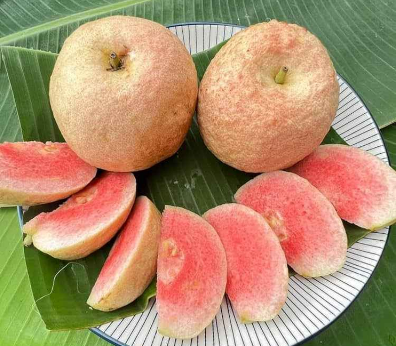 Thai Red King Guava