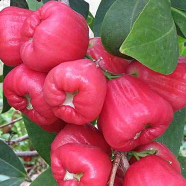 Bali Chamba Water Apple