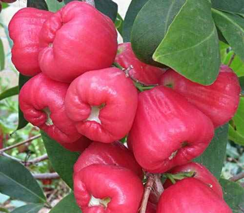 Bali Chamba Water Apple