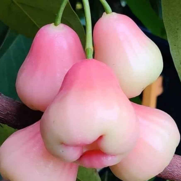 Bali Chamba Water Apple