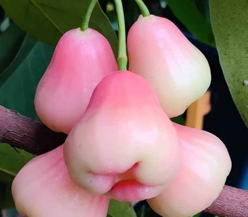 Bali Chamba Water Apple