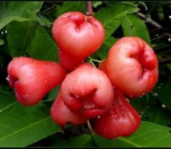 Bali Chamba Water Apple