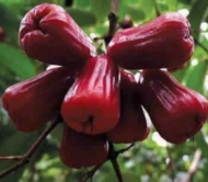 Missile Chamba Water Apple