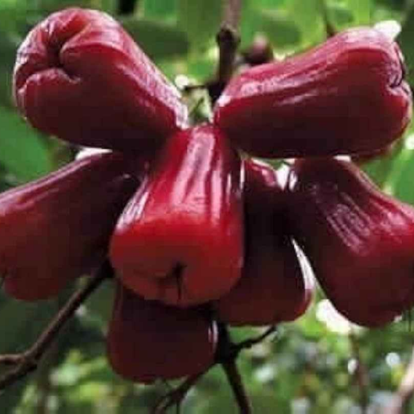 Missile Chamba Water Apple