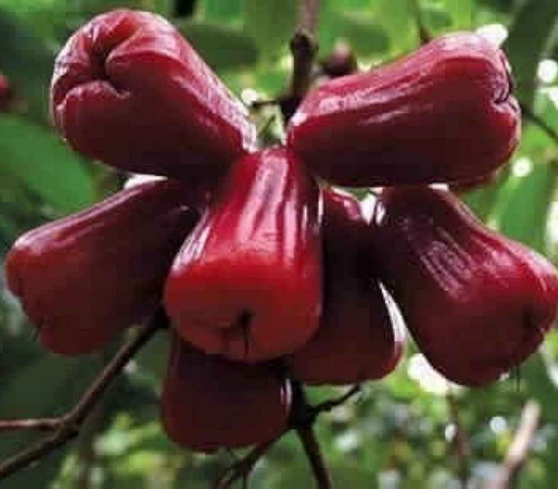 Missile Chamba Water Apple