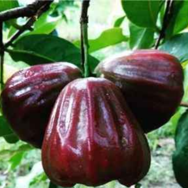 Dalehari Chamba Water Apple