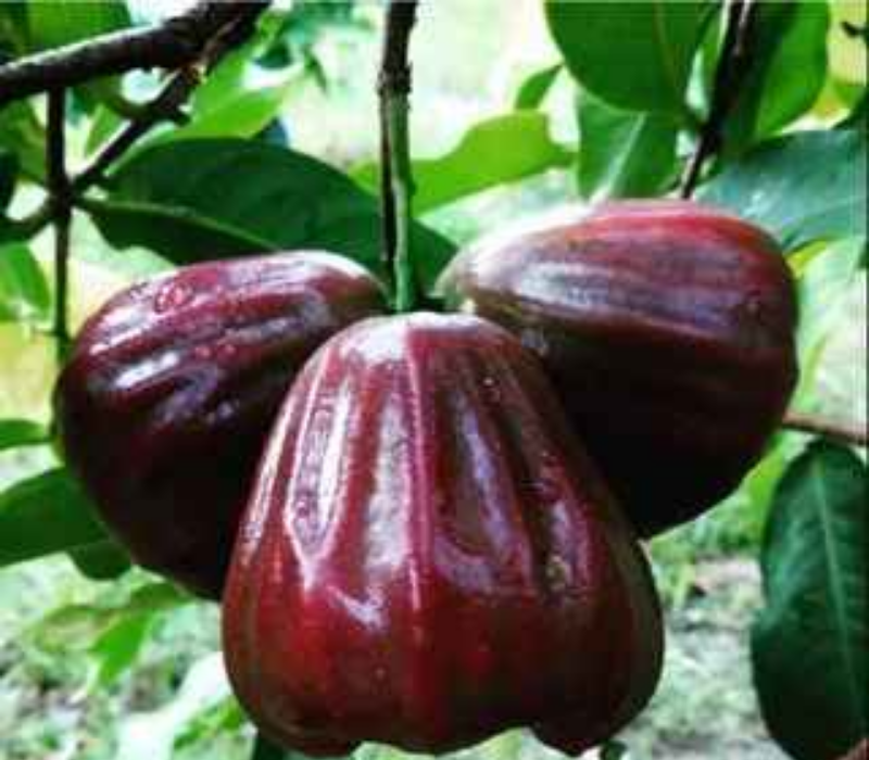 Dalehari Chamba Water Apple