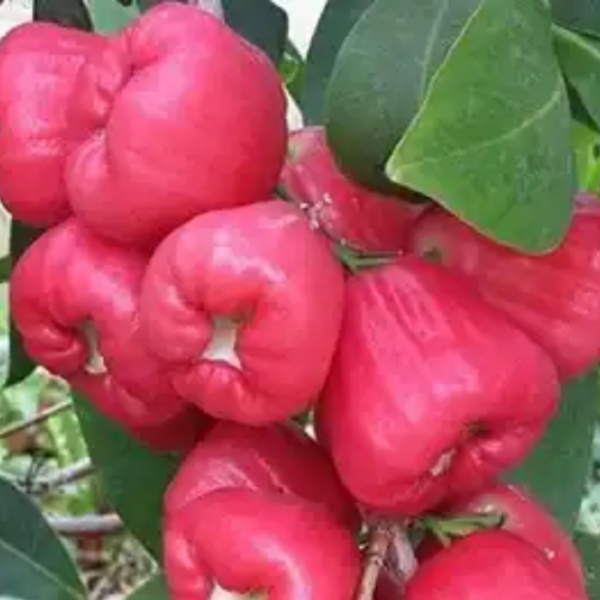 king kong wax apple (water apple)