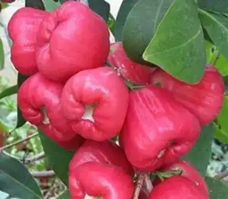 king kong wax apple (water apple)