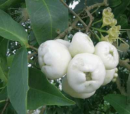 White Water Apple (Rose Apple)