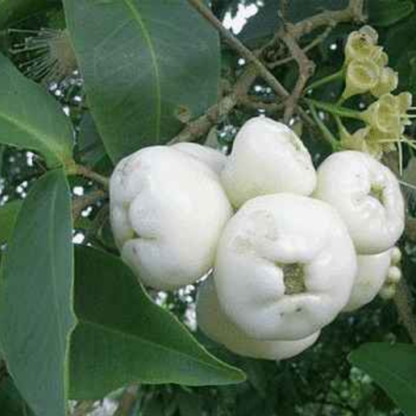 White Water Apple (Rose Apple)