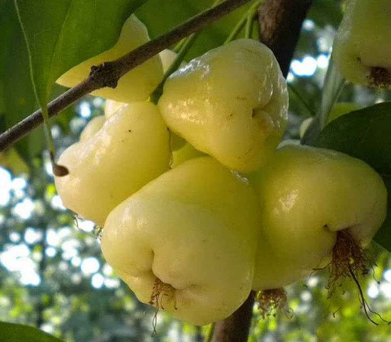 Green Water Apple (Rose Apple)