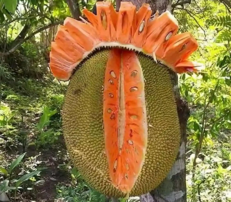 Pink Jack Fruit